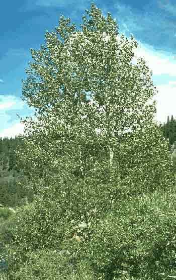 Grow the Black Cottonwood - Populus trichocarpa