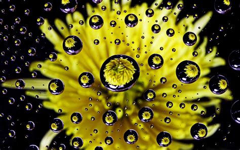 Flower Water Drop Reflection Mac Wallpaper Download | AllMacWallpaper