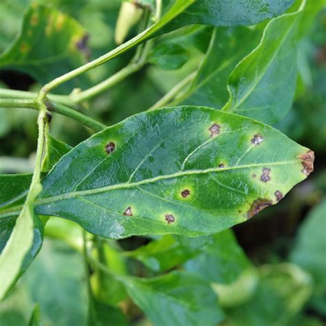 Black Spots On Kale (Leaf Spot Causes, Prevention And Treatment) - Soak ...