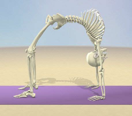 Pin on skeleton yoga