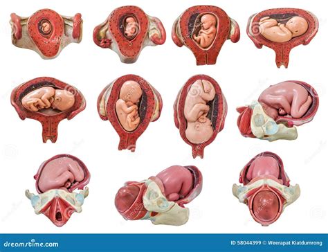 Fetus Development in Womb Model Stock Image - Image of model, abortion: 58044399