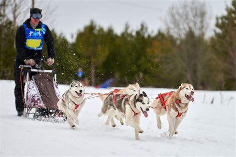 Premium Photo | Sled dogs pulling musher on ski