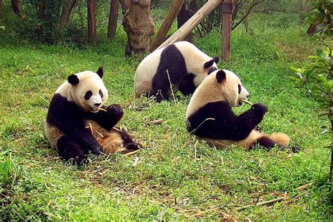 Cultural Tour China | Wildlife In China