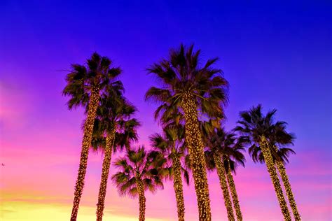 Palms in Paradise | Pastel sky, Palm, Sunset