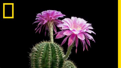 Free photo: Cactus with flowers - Blooming, Cactus, Flora - Free Download - Jooinn