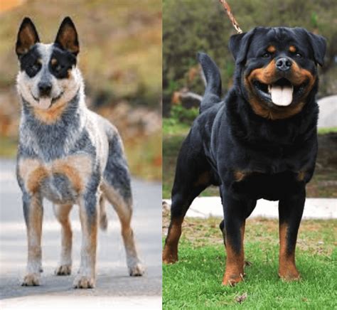 Australian Cattle Dog Rottweiler mix – Hybrid Puppies Cost