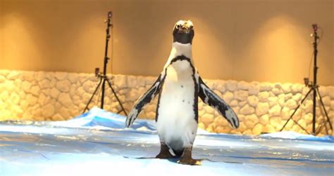 AR Penguins Lead Lost Visitors to Tokyo Sunshine Aquarium