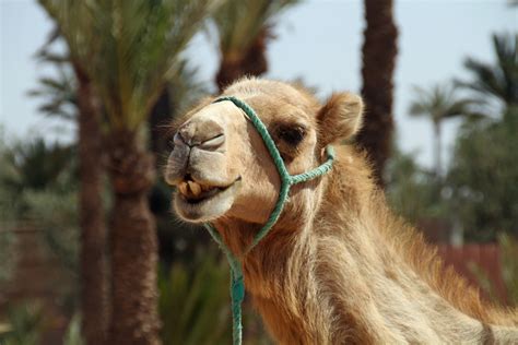 Free Images : desert, dune, animal, wildlife, zoo, mane, fauna, lion, vertebrate, morocco ...