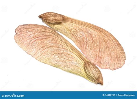 Maple Tree Seeds Royalty Free Stock Photo - Image: 14528755