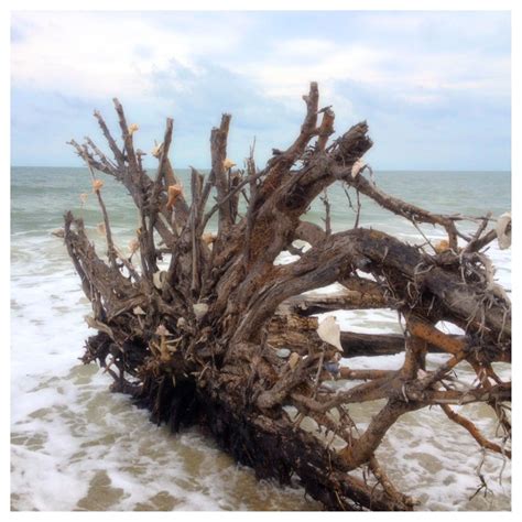 Botany Bay Beach. Edisto, SC - you are not allowed to take the shells from the ocean so people ...