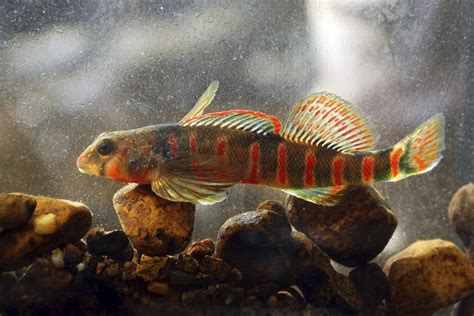 Rainbow-colored candy darter fish listed as endangered