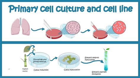 Animal Cell Culture Procedure - Cell Culture Introduction Abm Inc / General procedure for cell ...