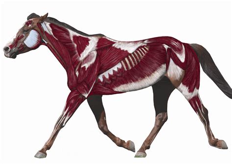 Equine Anatomy in Layers at Patron Hunt — Find Your Next Favorite Indie Creator