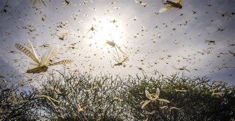 Q&A: Are the 2019-20 locust swarms linked to climate change?