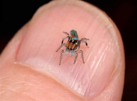 55 best Peacock Jumping spiders images on Pinterest | Spiders, Hand spinning and Insects