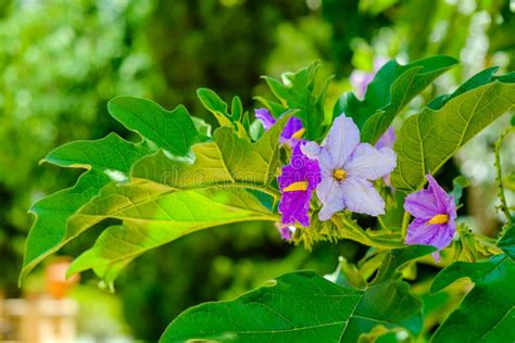 Nice Purple Wild Eggplant Flowers Blooming Stock Photo - Image of ...