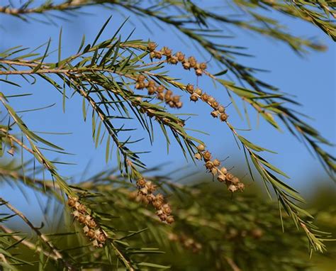 Melaleuca ericifolia - Alchetron, The Free Social Encyclopedia