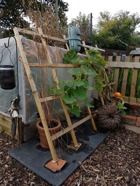 My squash trellis | Squash trellis, Trellis, Squash