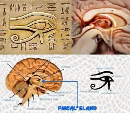 The Pineal Gland: Our Third Eye And The Brain's Gateway To All Knowing - Ear Hustle 411