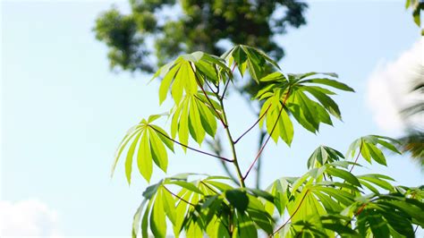 Cassava tree with lush leaves blur background 24208603 Stock Photo at ...