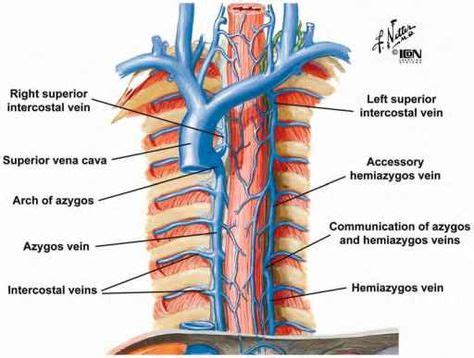 Fig. 17. The azygos venous system in the posterior mediastinum. This figure illustrates a ...