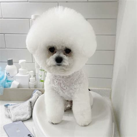 Bichon Frise Haircuts - Top 22 Styles To Try Them Out Now - The Goody Pet