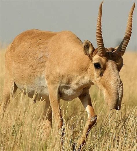 25 Awesome Saiga Antelope Fun Facts