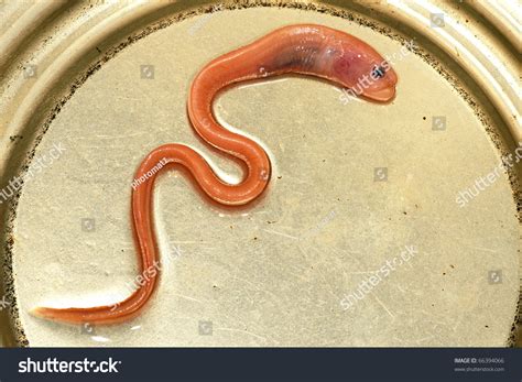 Baby Eel In A Can Stock Photo 66394066 : Shutterstock