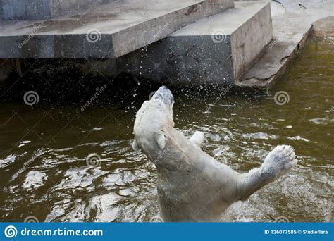 Polar Bear Playing in Water Stock Image - Image of change, danger ...