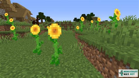 Sunflower Plains | How to craft sunflower plains in Minecraft | Minecraft Wiki