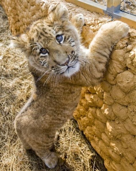 This subreddit needs more baby ligers. : r/aww