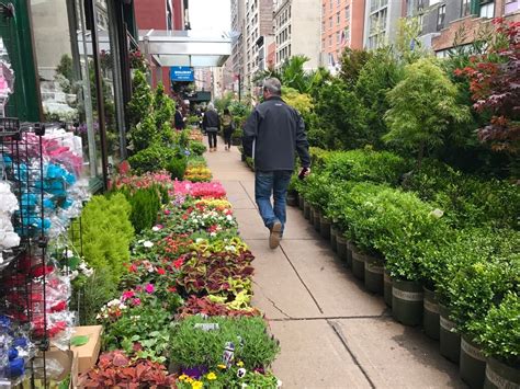 Flower Market NYC: A Blooming Gem in The Big City - Travelila