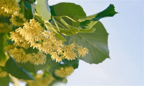 Blooming lime tree stock image. Image of lime, plant - 119729541