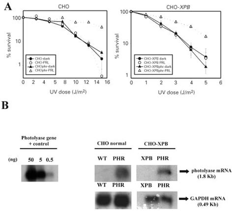 Photolyase effects in cell survival and mRNA expression in CHO ...