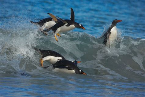 Penguins Swimming | Facts About Penguins | DK Find Out