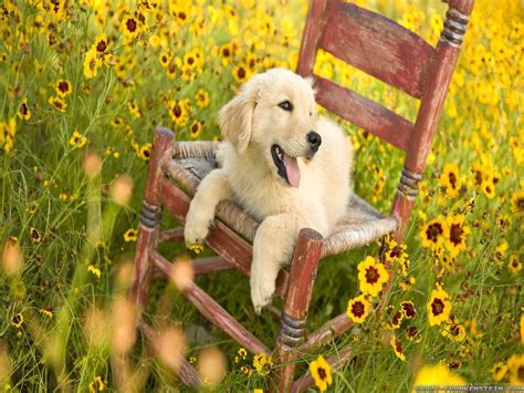 Spring Dogs Wallpapers - Top Free Spring Dogs Backgrounds - WallpaperAccess