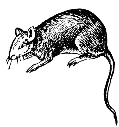 Rat | ClipArt ETC