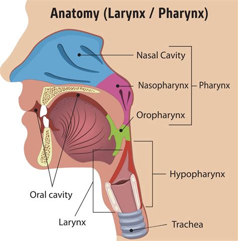 Head & Neck Cancer | Atlanta Head & Neck Associates