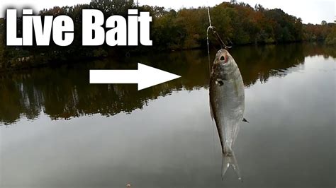 Live Bait Bass Fishing Rigs