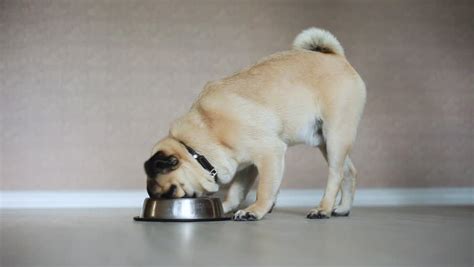 Pug Dog Eat a Food Stock Footage Video (100% Royalty-free) 1006613179 ...