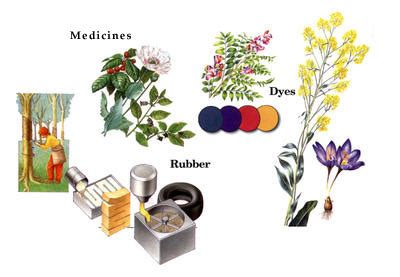 What materials come from plants?