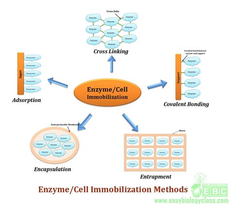 Enzyme Immobilization: Method & Application | EasyBiologyClass