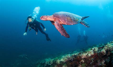 Diving for Data in the Galápagos | Stories | WWF