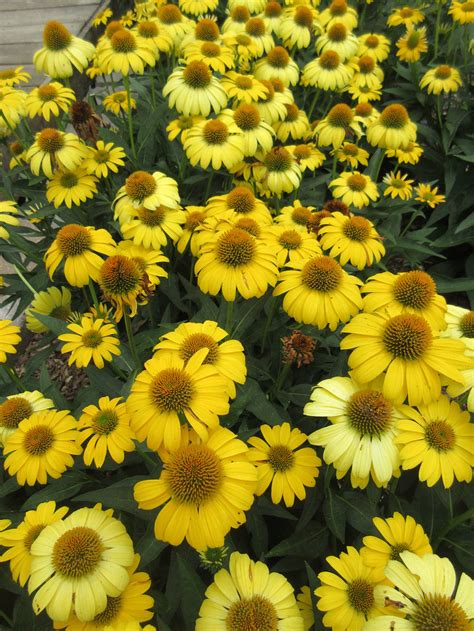 Yellow Coneflowers — Landscape Prescriptions by MD