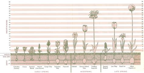 Bulbs Planting Chart