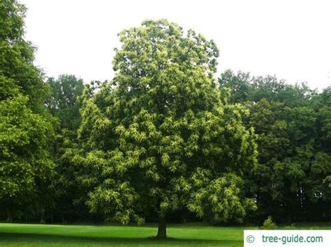 European Chestnut | Castanea sativa