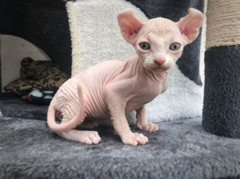 Female Sphynx Kitten for sale | Sphynx Kittens for sale