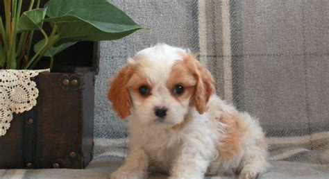 Cavachon.Meet Susan a Puppy for Adoption.