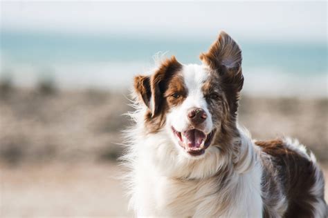 Residential Dog Training For Border Collies | Royvon