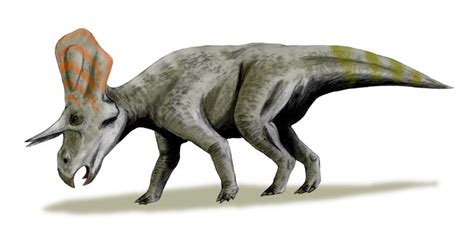 Zuniceratops | Fossil Wiki | Fandom